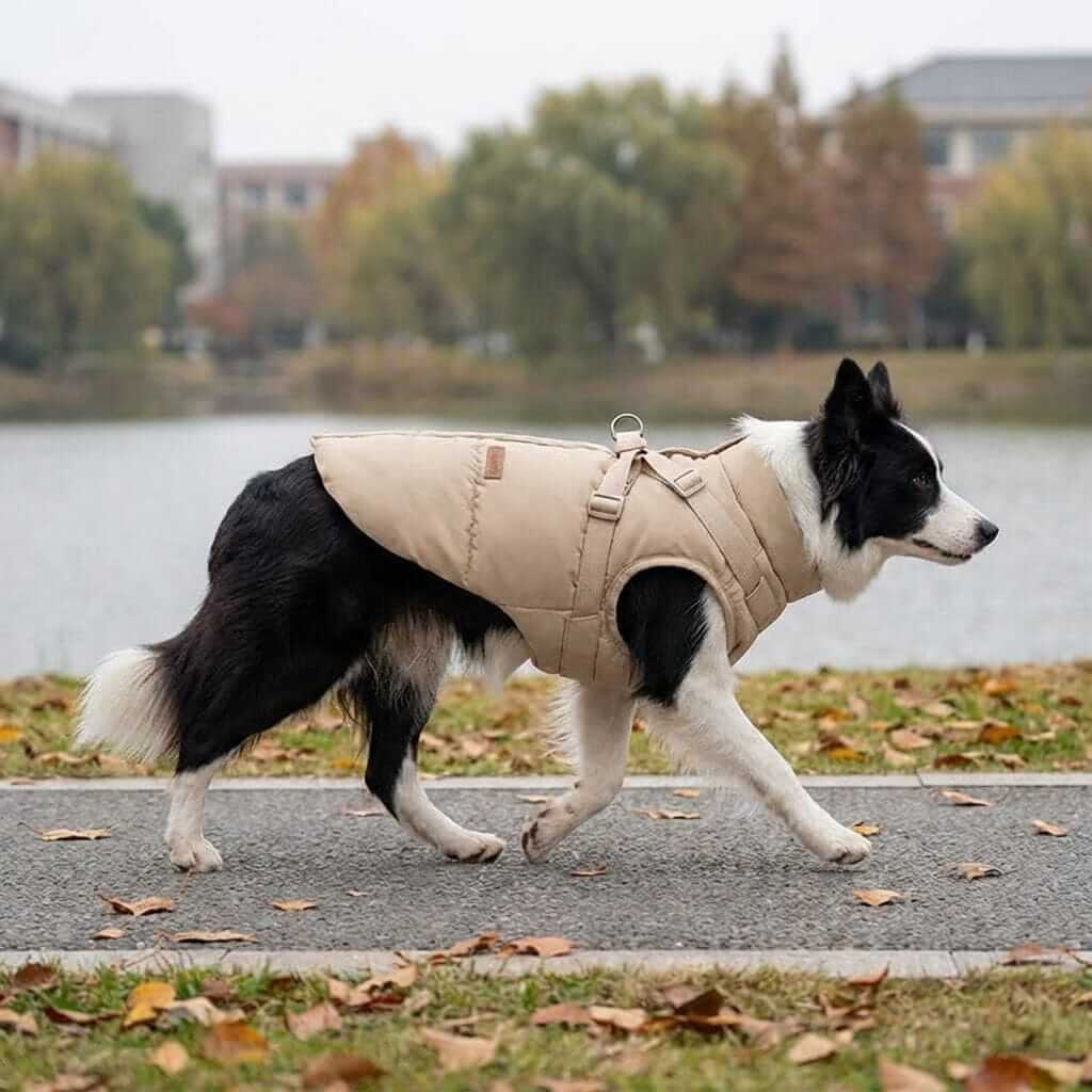UrbanShield Puffer Harness Coat on a dog, featuring a padded design, harness support, perfect for chilly weather adventures.