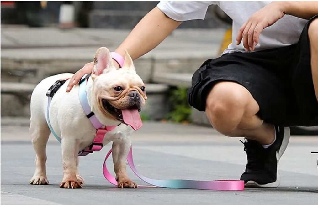 Vibrant Gradient Dog Harness on a French Bulldog, showcasing unique style and comfort for stylish walks.