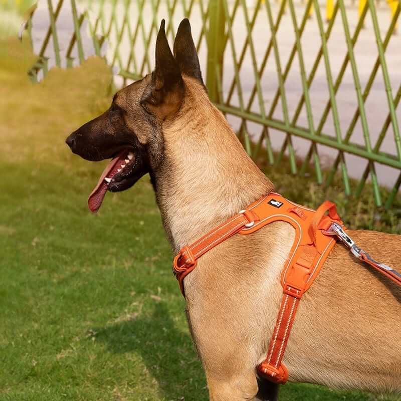 Voyager Reflective Dog Harness on a dog, featuring bright orange color and comfortable design for safety and style.