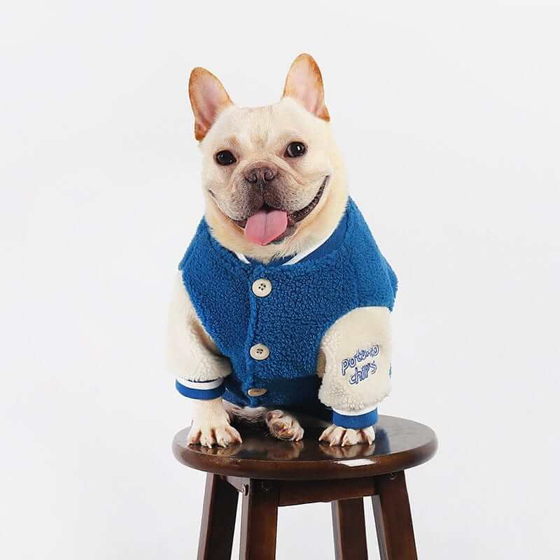Warm Dog Baseball Jacket on a French Bulldog, showcasing its cozy style and functionality for winter wear.