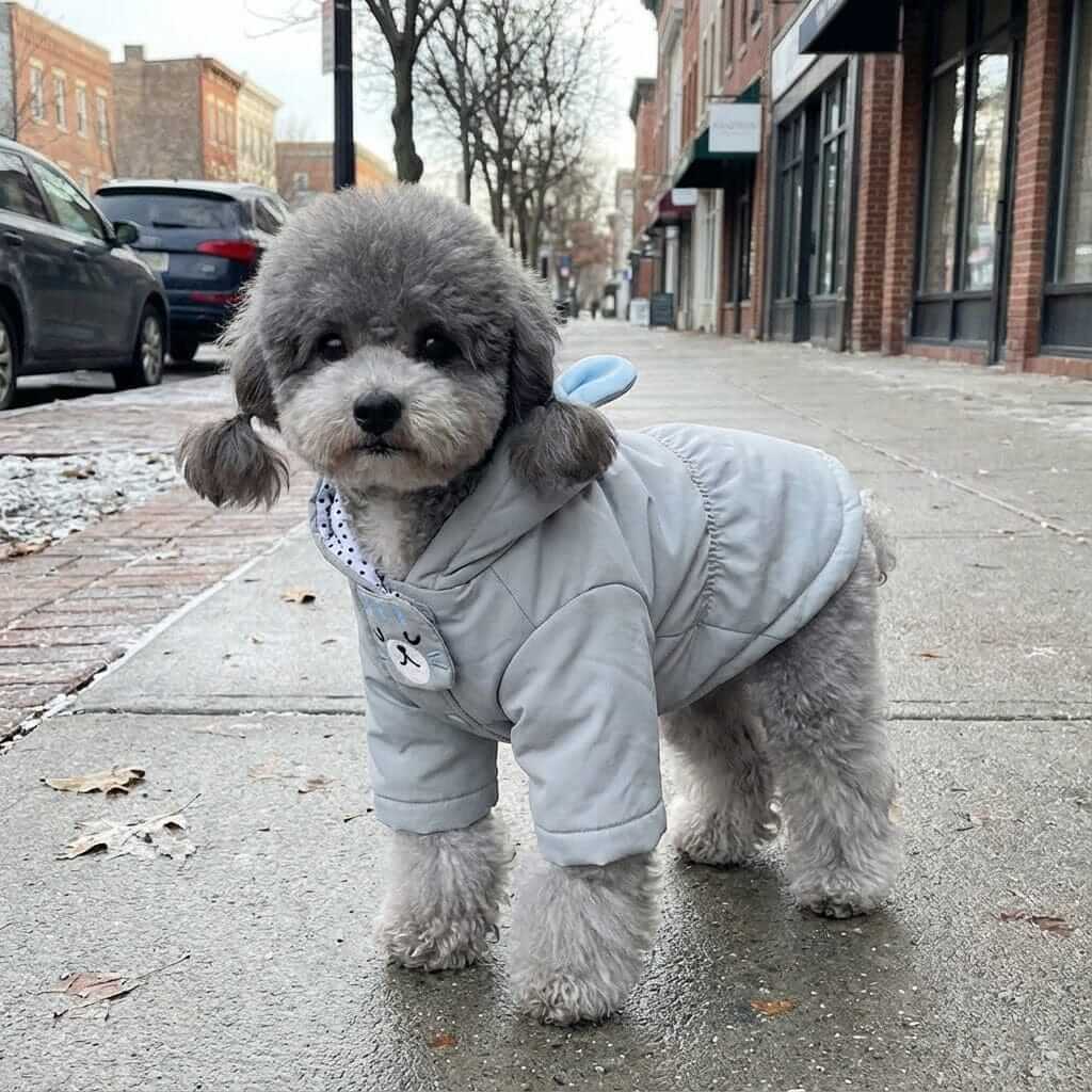 Warm Paw Haven Dog Winter Coat on a small dog, featuring hood and breathable fabric for warmth.