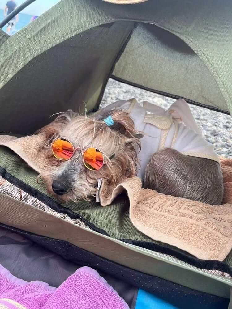 A stylish dog wearing sunglasses lounging inside a Washable Pet Tent Bed, enjoying comfort and style.