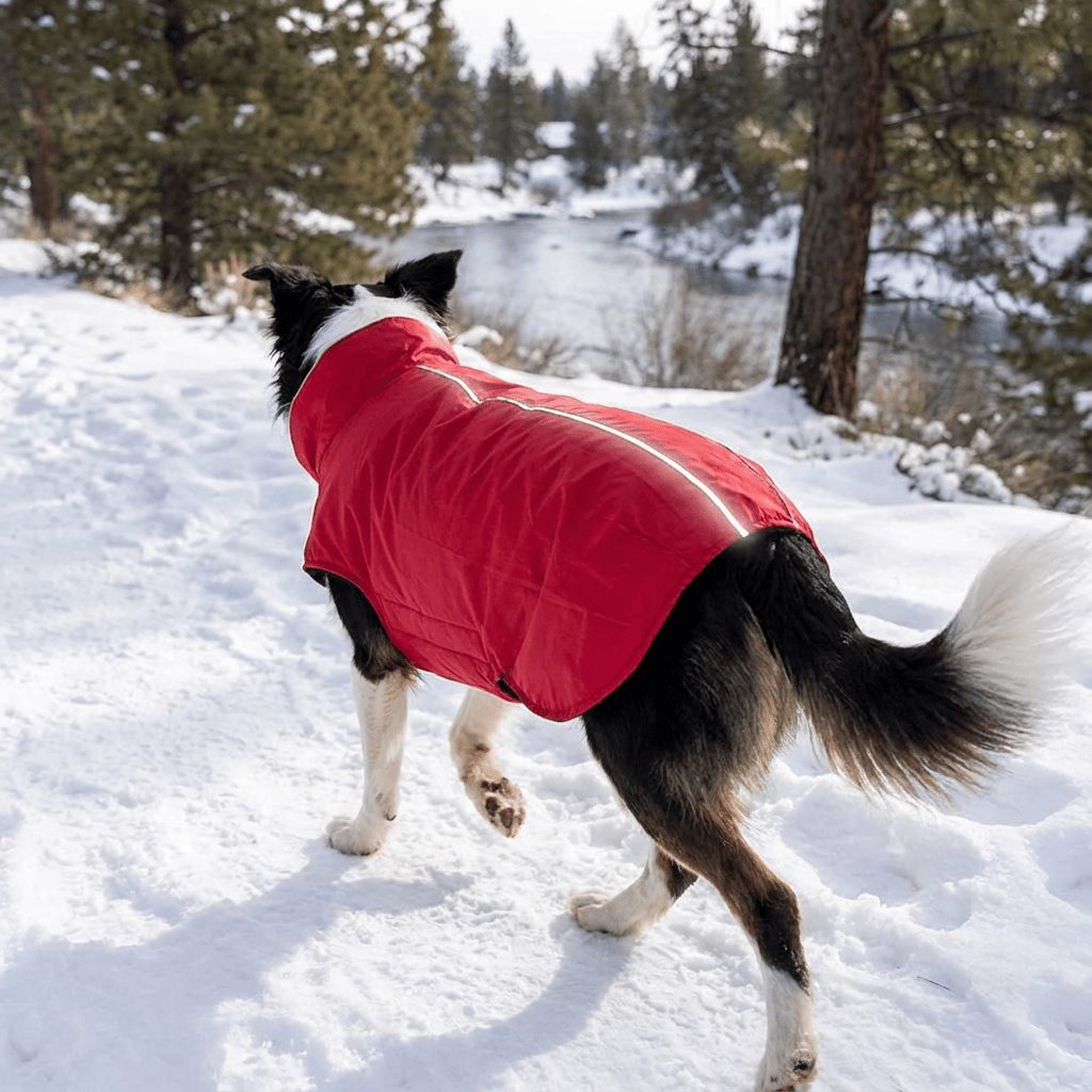 Waterproof Outdoor Jacket for Pet on a dog, providing coverage and warmth in snowy weather.