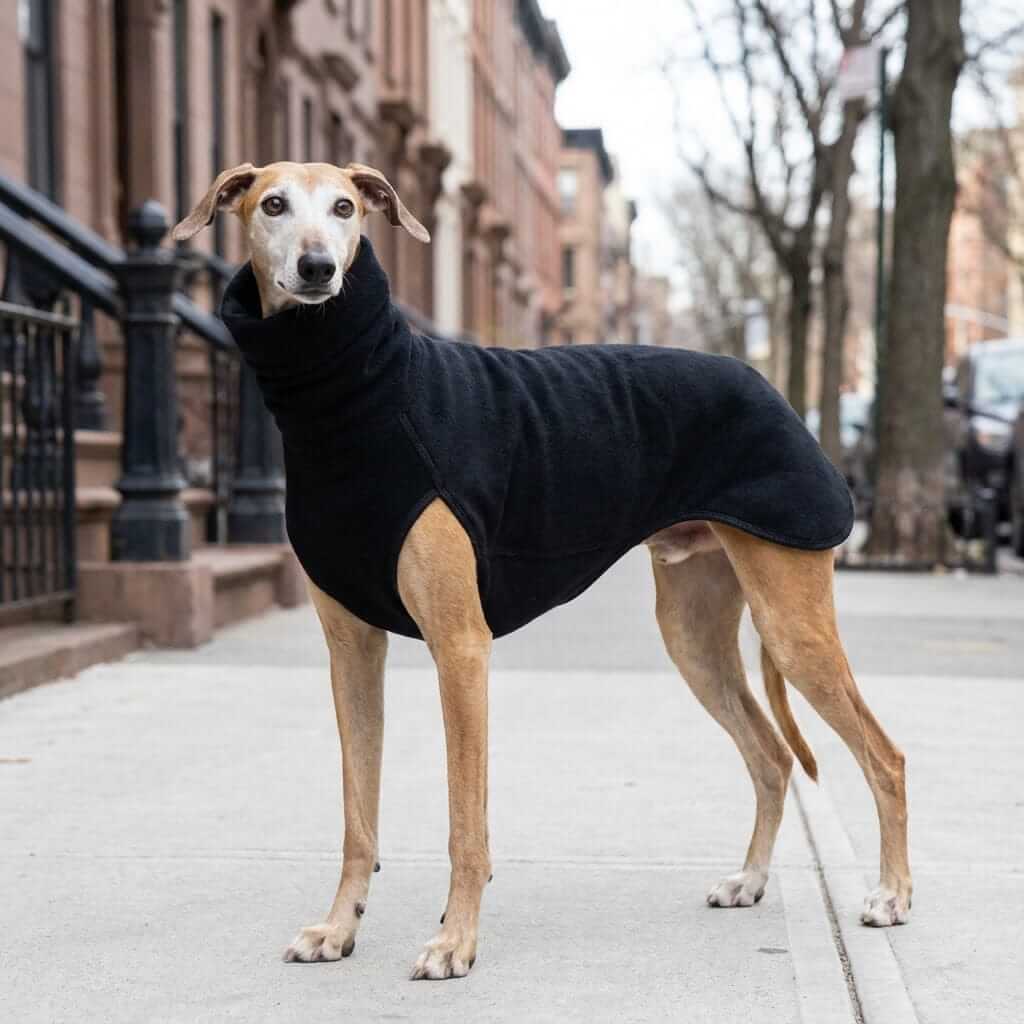 Winter High Collar Dog Sweater on a greyhound, featuring a stylish knit design and high collar for winter warmth.