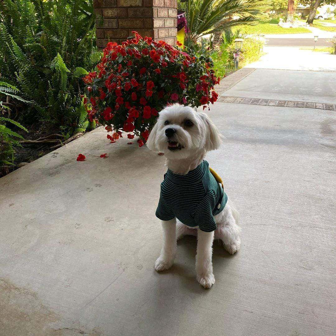 Dog wearing Fanny Pack Striped Dog T-Shirt, featuring striped design and comfortable fit for dogs and cats.