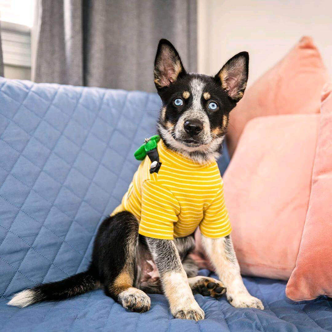 Fanny Pack Striped Dog T-Shirt on a stylish dog sitting on a couch, showcasing unique design and comfort features.