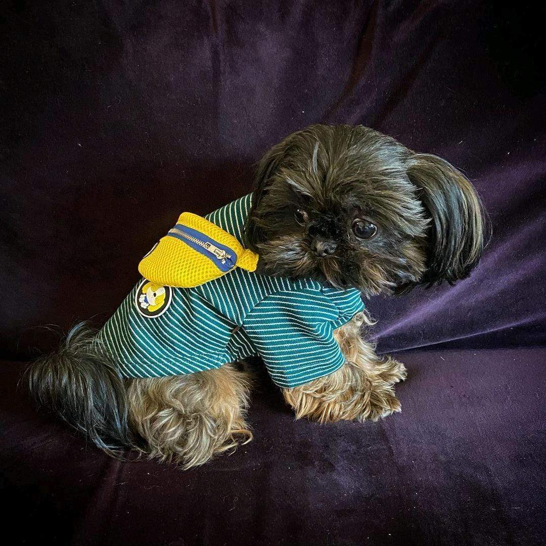 Fanny Pack Striped Dog T-Shirt on a small dog, featuring a striped design and hook and loop fasteners for comfort by Dogs & Cats.