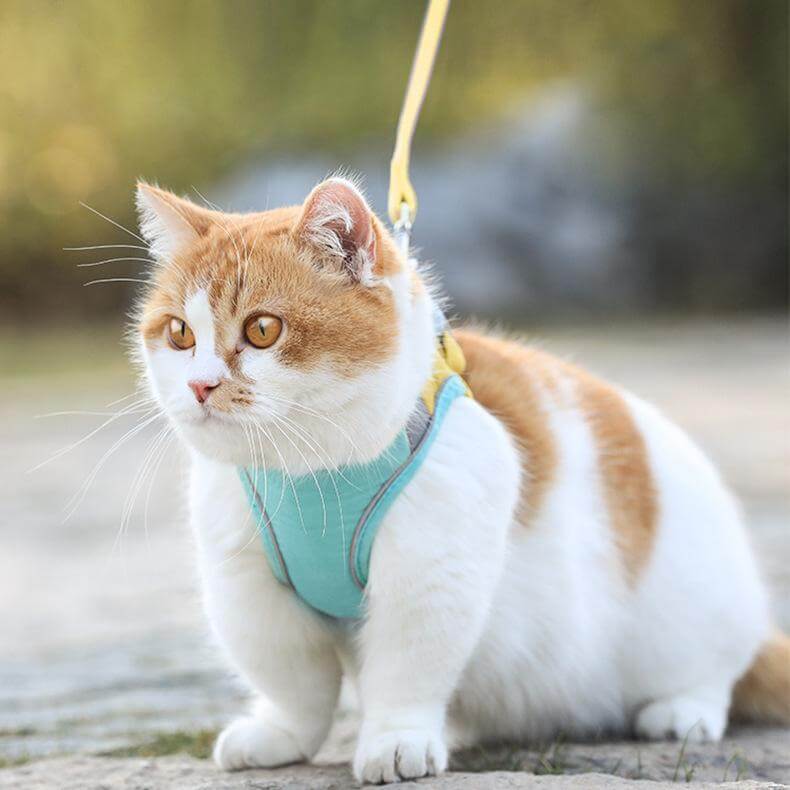Vest-Style Chest Cat Harness on a cat, featuring adjustable straps and D-ring, perfect for safety and comfort.