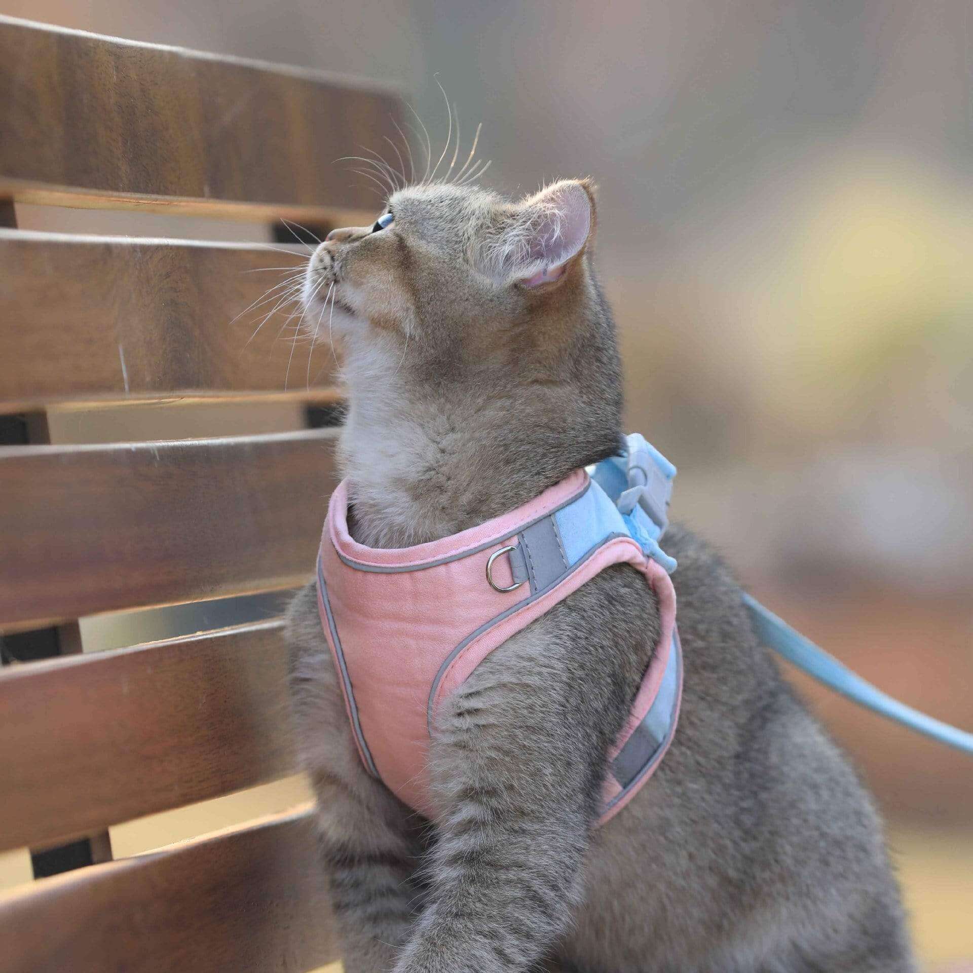 Cat wearing a Vest-Style Chest Cat Harness with adjustable features, perfect for comfort and safety. Dogs & Cats brand.