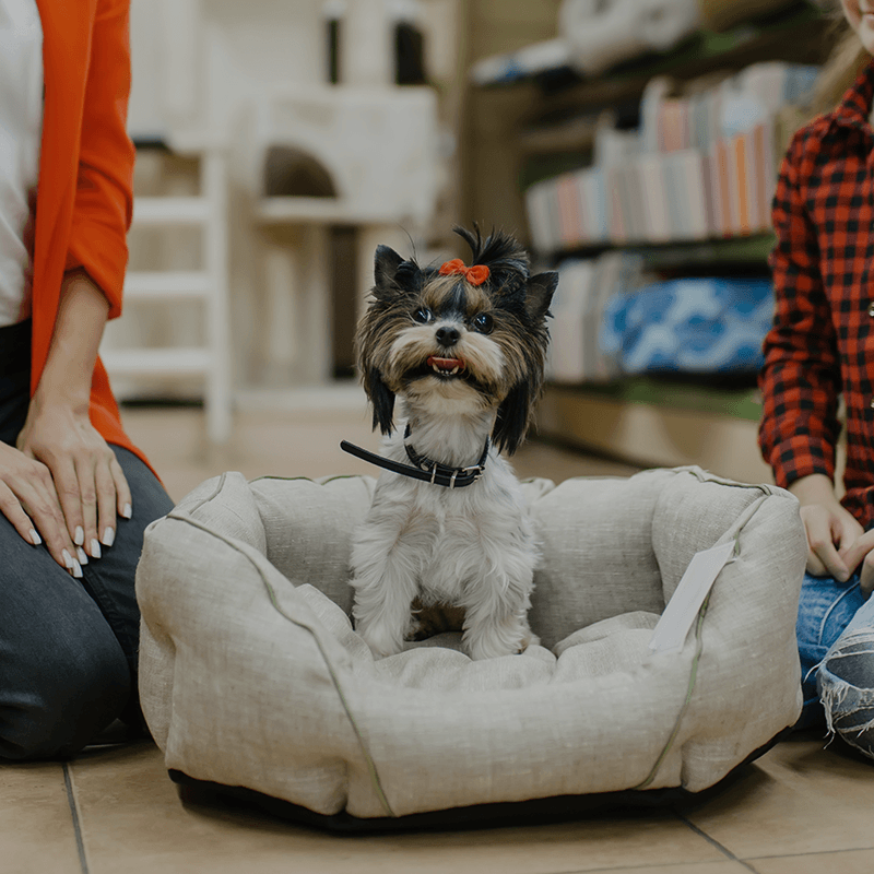 Small dog sitting comfortably in a large dog bed for comfort in a pet store.