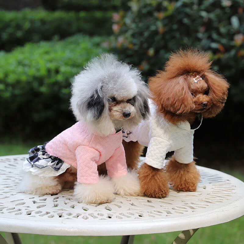 Two stylish dogs wearing fashionable outfits, highlighting the dog clothing benefits.