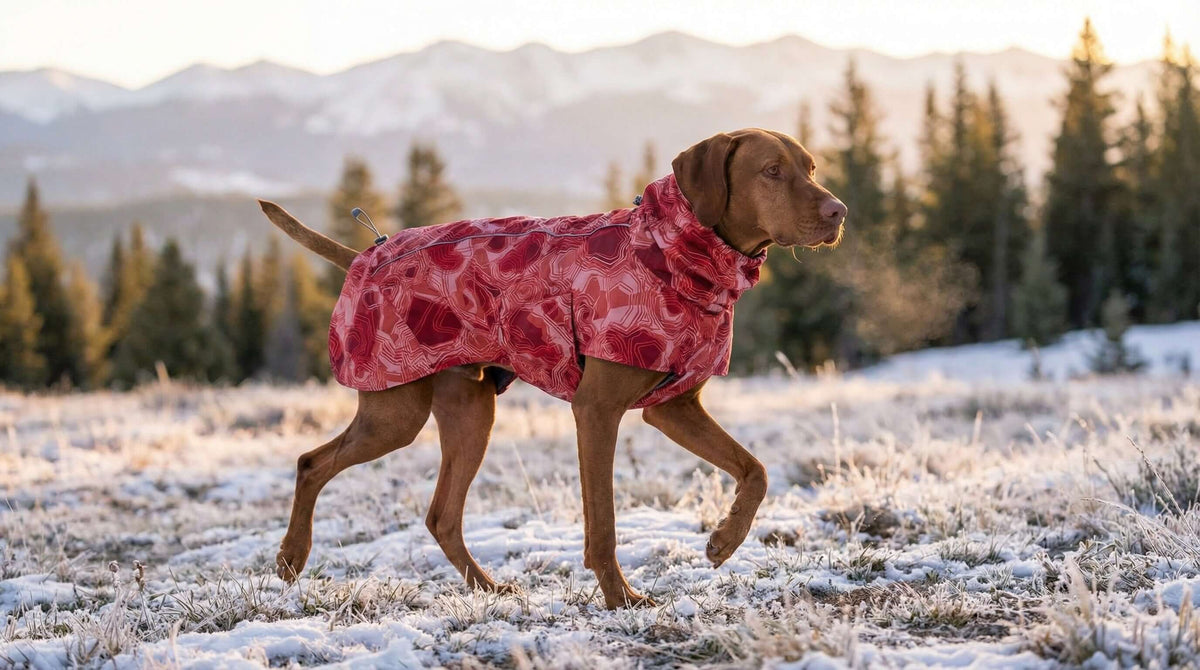 Dog wearing a cozy coat in a snowy landscape for the Fall & Winter Collection by Dogs & Cats.