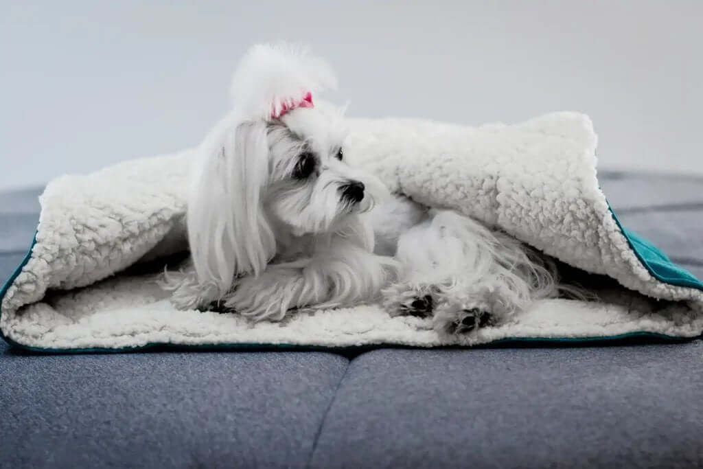 Cute dog resting on a Beds / Cooling Mats, featuring Dogs & Cats brand comfort and style.