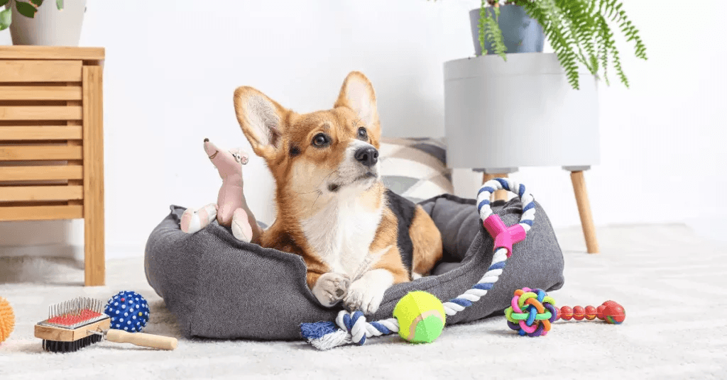 Corgi relaxing in a cozy bed surrounded by toys from Dogs & Cats brand, showcasing Pet Accessories.