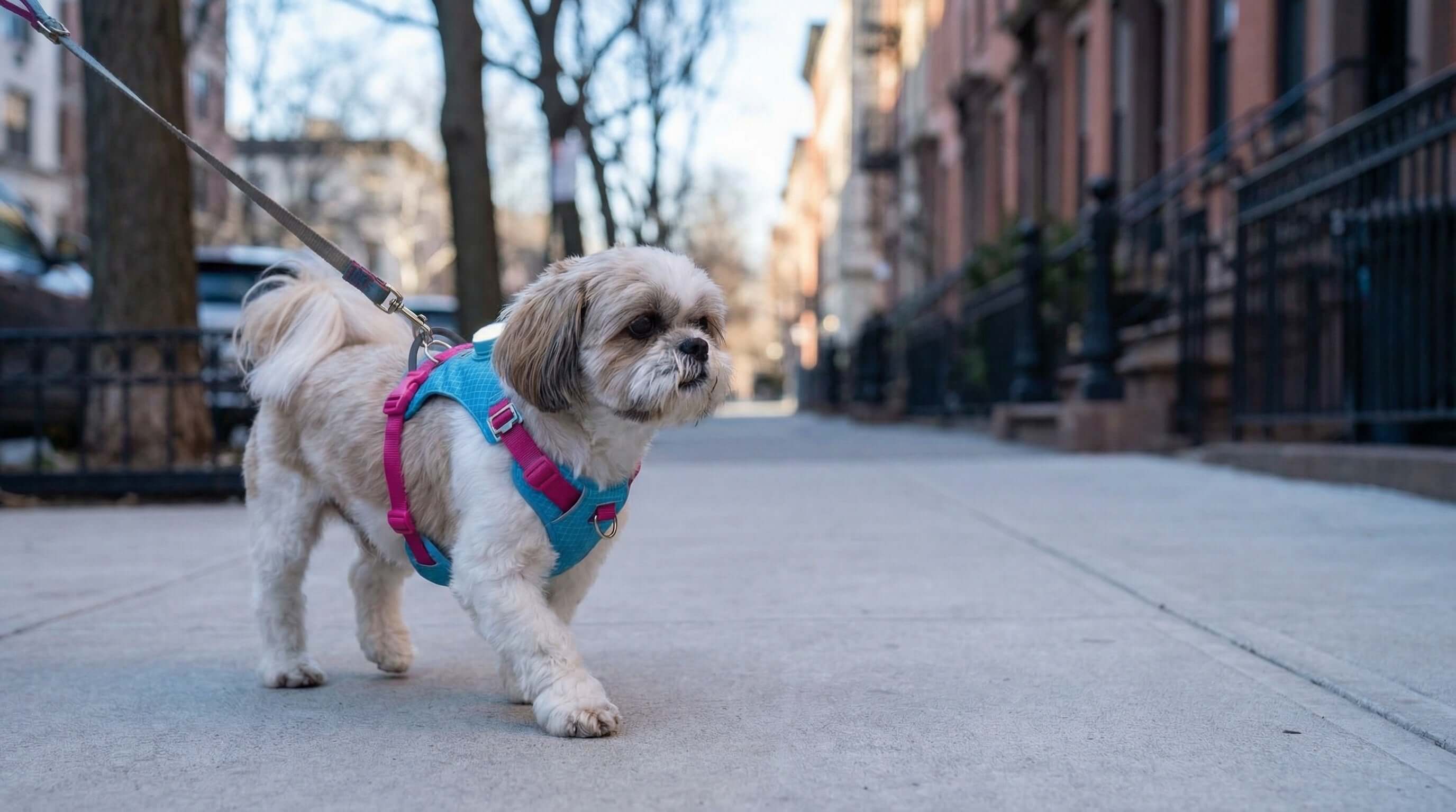 Shih Tzu wearing a blue harness from Dogs & Cats brand, walking on city sidewalk showcasing Harnesses.