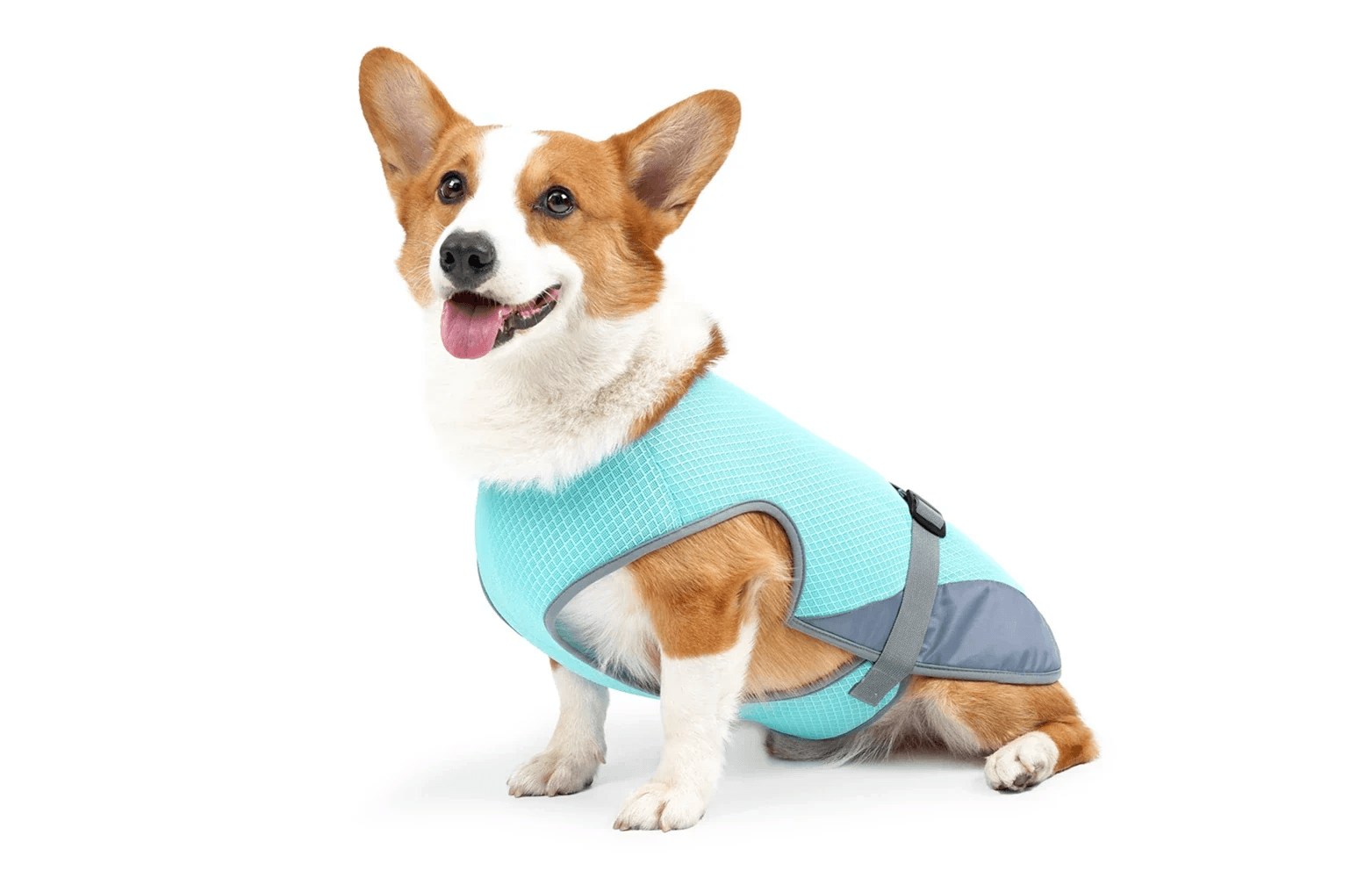 Dogs & Cats Spring / Summer Vests and Raincoats for stylish dogs in a cool blue vest.