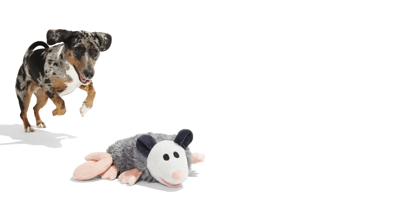 Dog playing with Pet Toys from Dogs & Cats brand, featuring a plush possum toy.