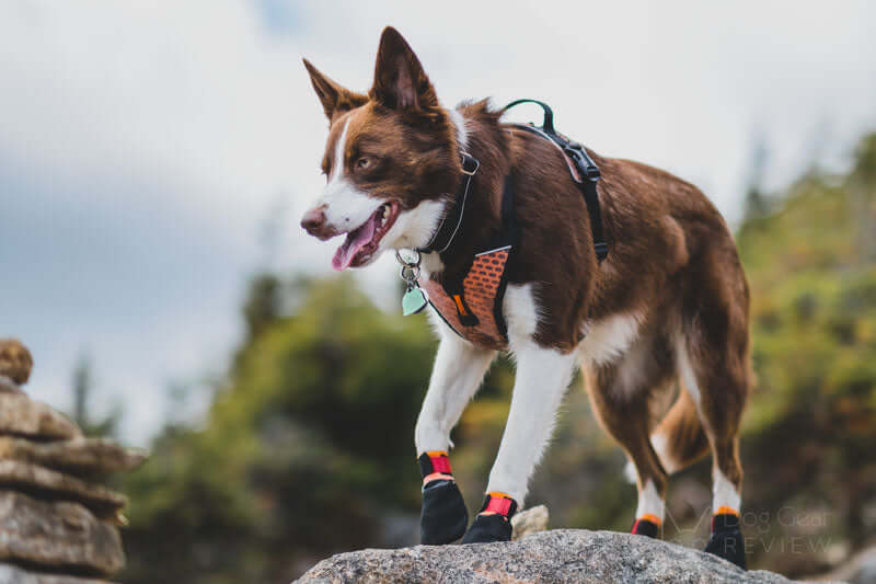 Spring / Summer Shoes for Dogs & Cats by Dogs & Cats brand, featuring a happy dog wearing protective footwear outdoors.