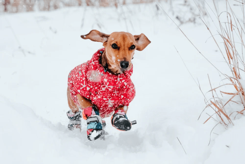 A playful dog in a red coat and boots, showcasing Dogs & Cats brand Fall / Winter Shoes in snowy surroundings.