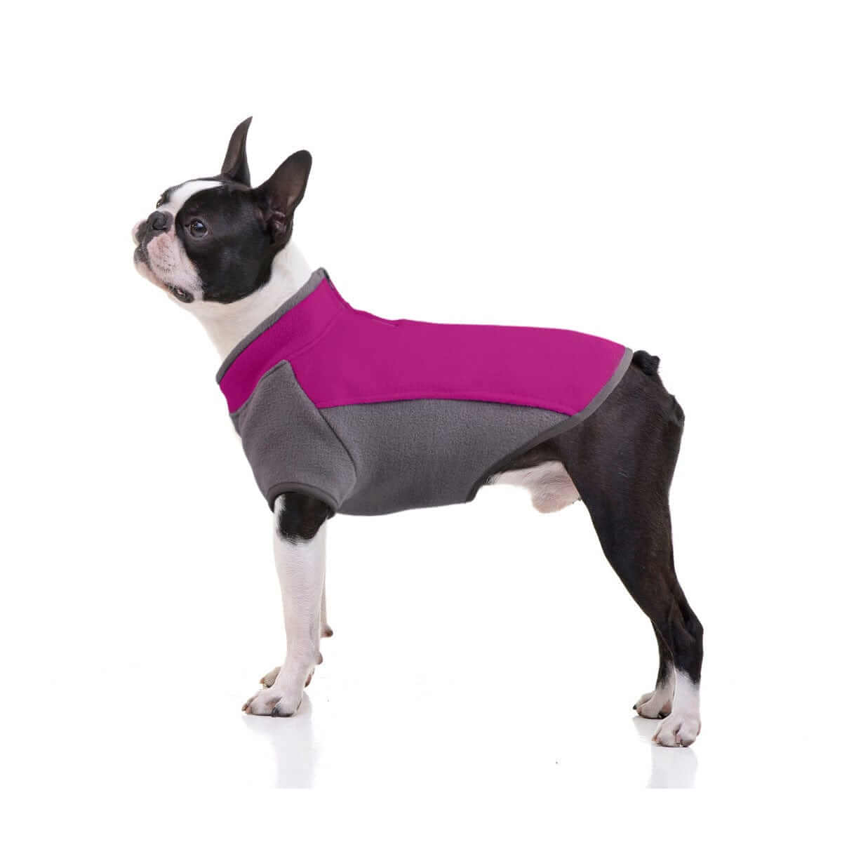 CozyPaws Stretchy Dog Sweater on a Boston Terrier, featuring a snug fit and stylish colors for warmth and comfort.
