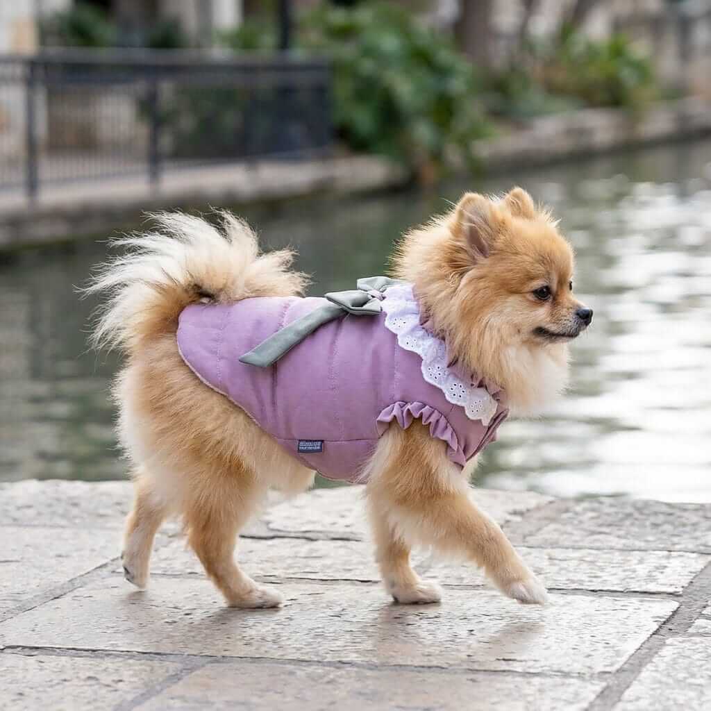 Dazzling Lace Collar Winter Dog Coat on a fluffy Pomeranian, showcasing lace collar, bowknot, and breathable soft fabric.
