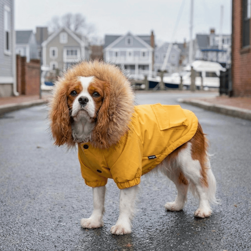 Fur Hooded Mink Coat for dogs by Dogs & Cats, perfect for fall and winter, keeps furry friends warm and stylish.