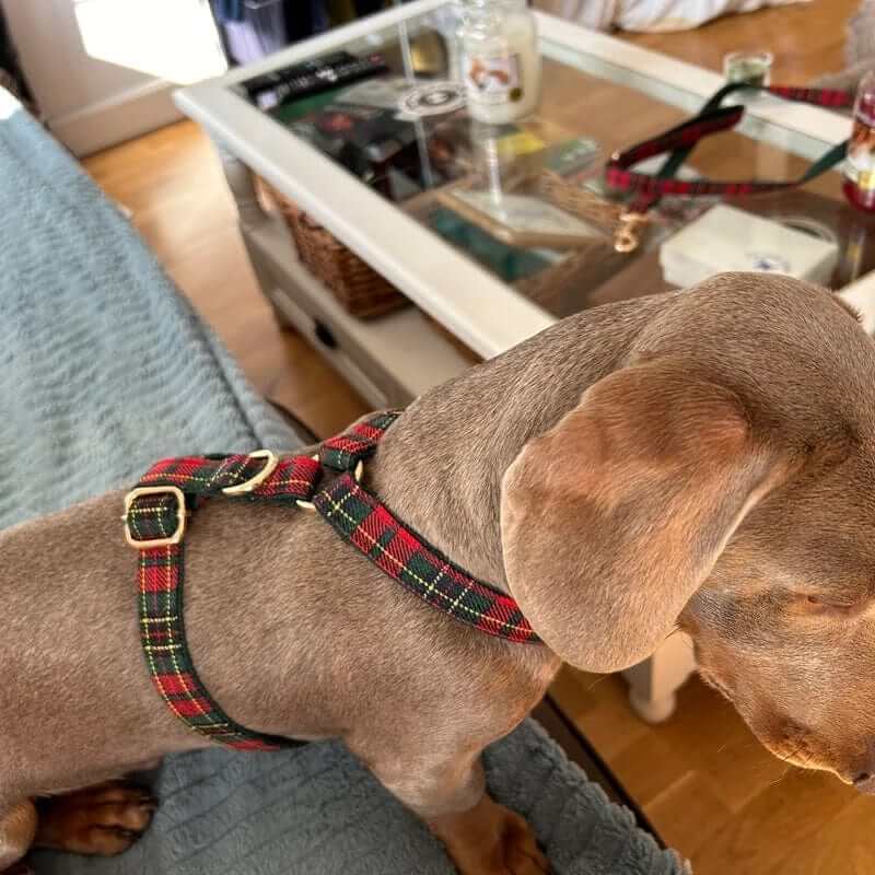 HolidayPaws 4-in-1 Festive Dog Set on a dog, featuring plaid harness. Perfect for festive celebrations.