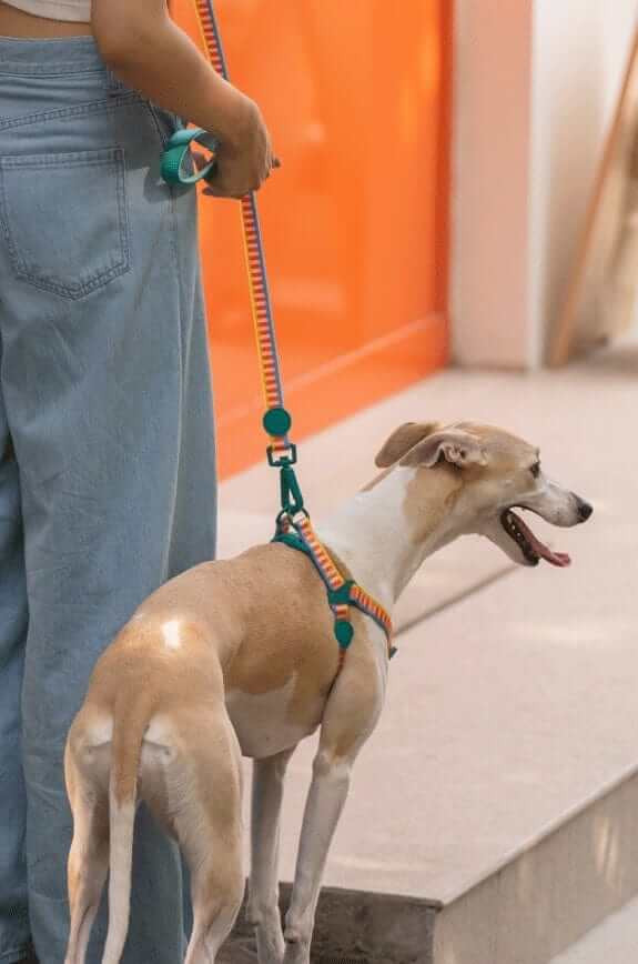 RetroRecord Dog Harness Set on a small dog, showcasing the colorful vintage style and durable design for comfortable walks.
