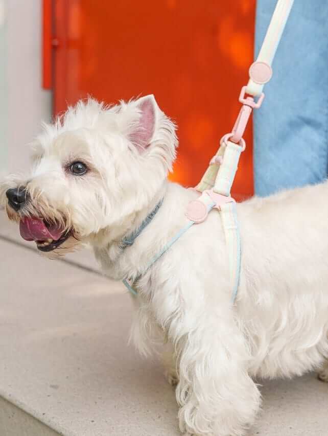 RetroRecord Dog Harness Set for small dogs, vintage style with matching harness and leash, by Dogs & Cats.