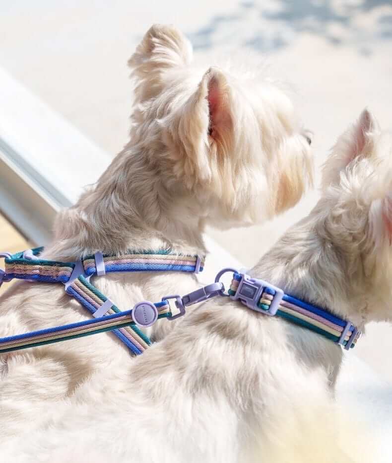 RetroRecord Dog Harness Set on small dogs, showcasing vintage style and comfort for walks.