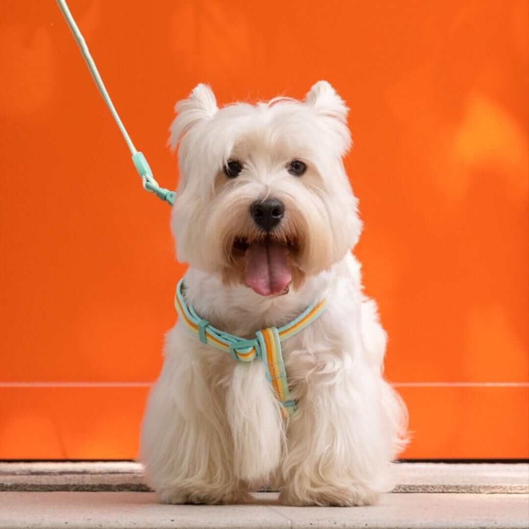 RetroRecord Dog Harness Set on a small white dog, showcasing vintage style harness and leash.