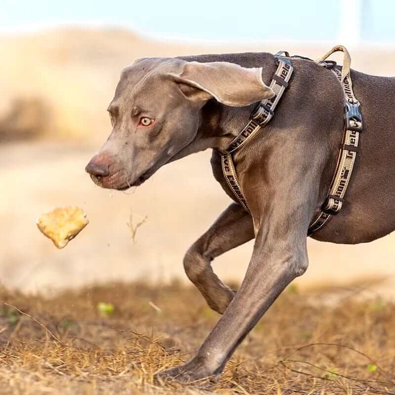 Adventure-Ready No-Pull Dog Harness on a gray dog chasing a treat outdoors, featuring breathable mesh and reflective details.