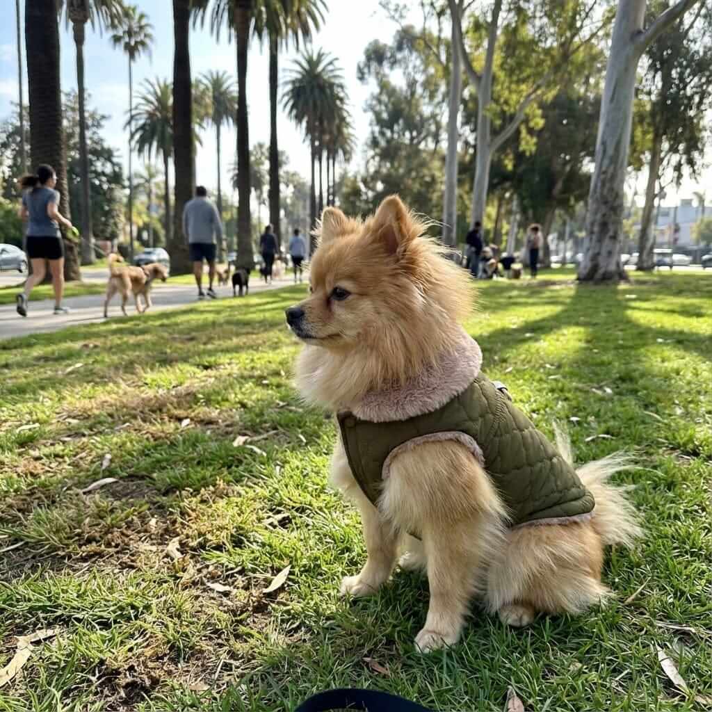 All-Weather Fur-Lined Dog Jacket on a Pomeranian in a park, showcasing waterproof material and fur collar.
