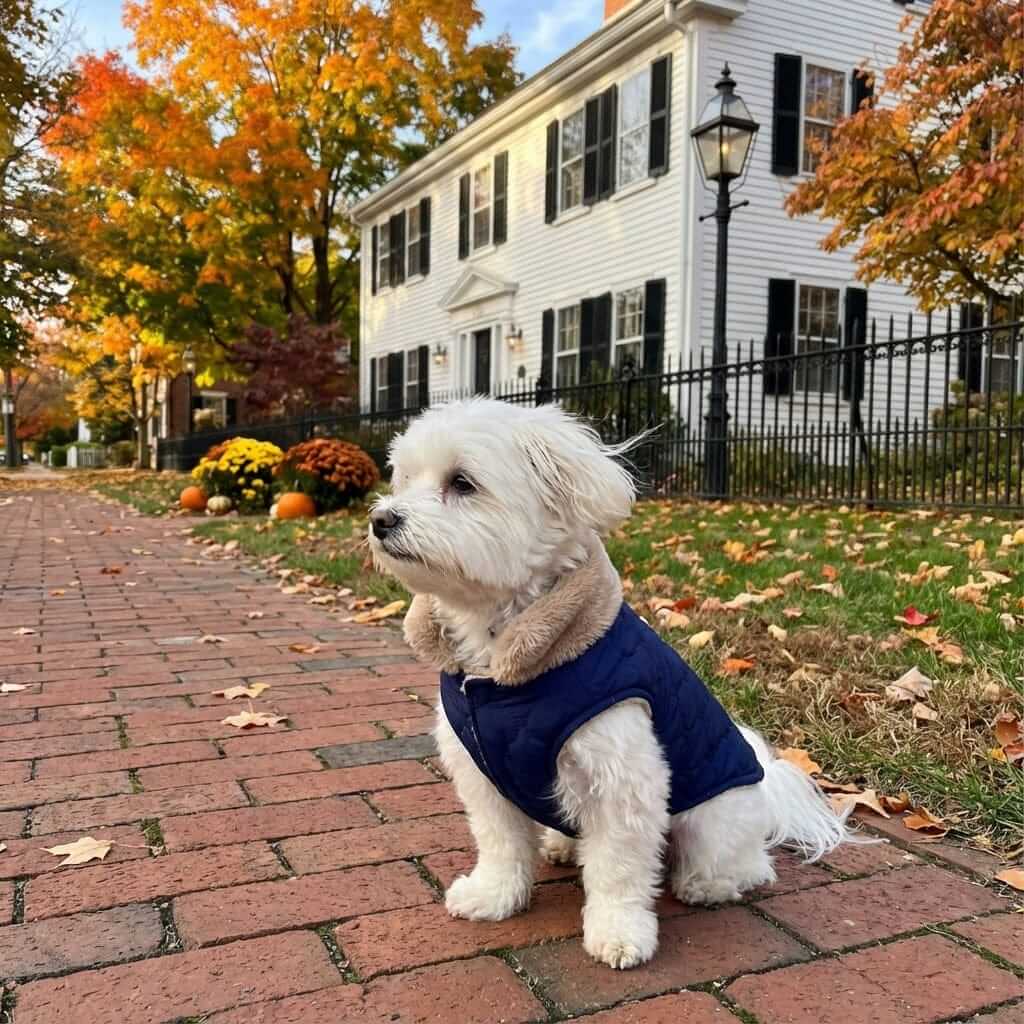 All-Weather Fur-Lined Dog Jacket on a small dog walking in autumn leaves, featuring fur collar, stylish and cozy.