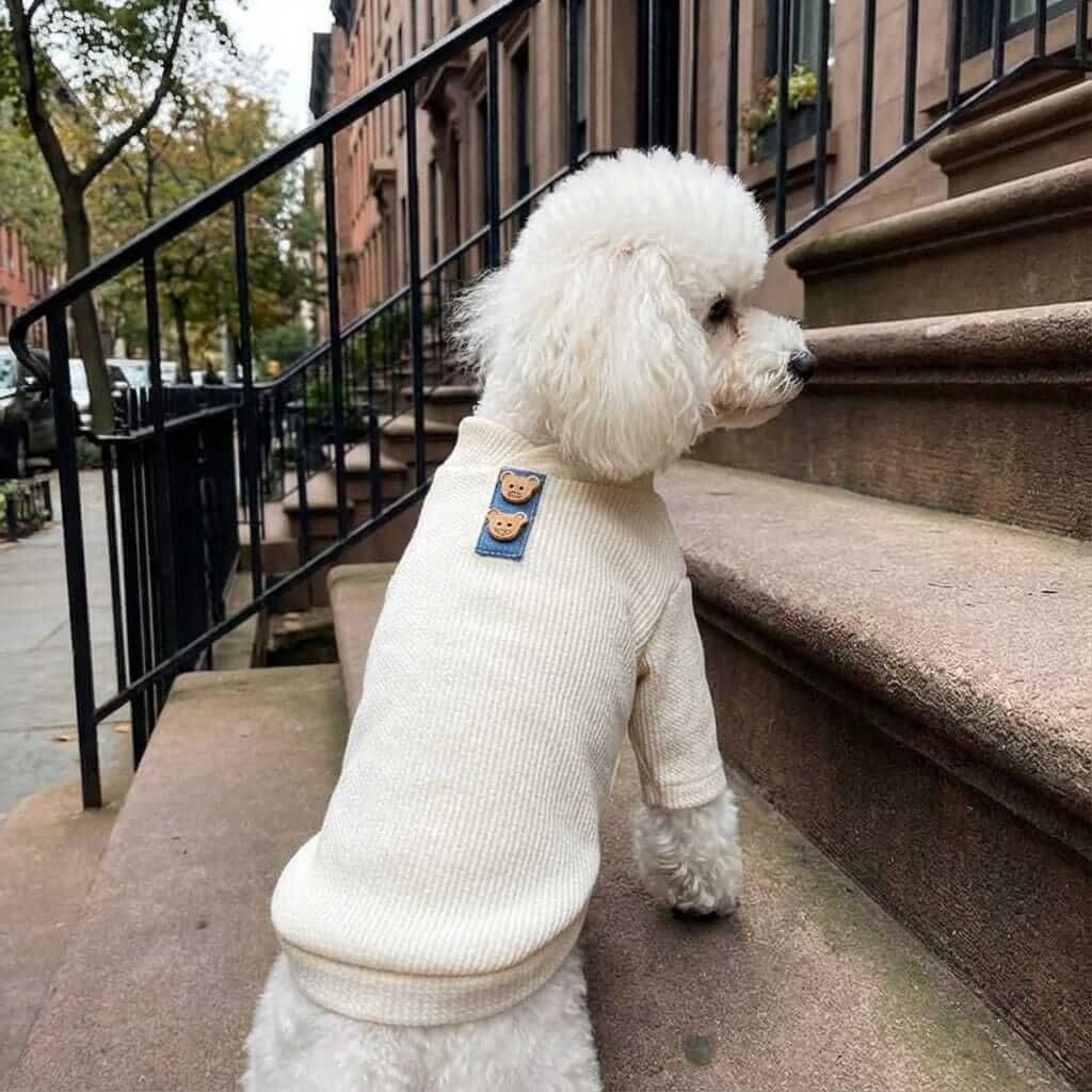 Always Ready Two-legged Dog Sweater on a fluffy white dog, showcasing its soft and breathable fabric, ideal for dogs and cats.