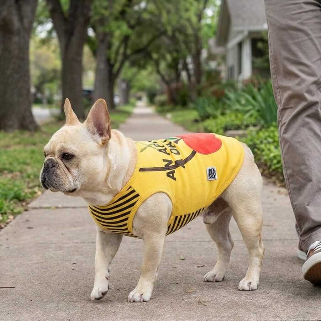 An Apple A Day Vest on a French Bulldog walking down a tree-lined street, showcasing its cotton comfort and playful design.