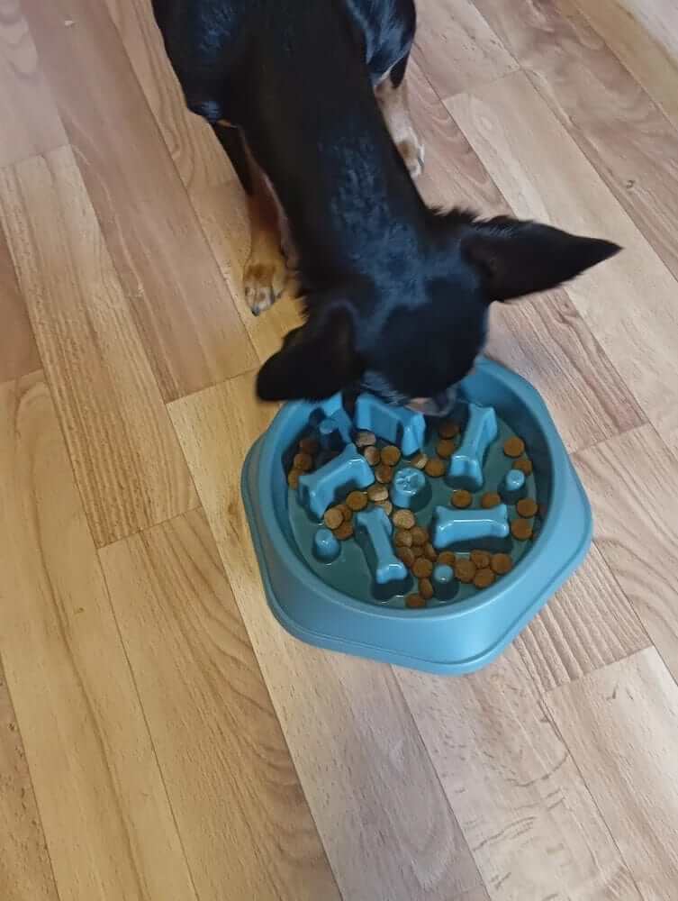 A dog using an Anti-Choke Pet Slow Feeder Bowl for healthy meal pacing and digestion.