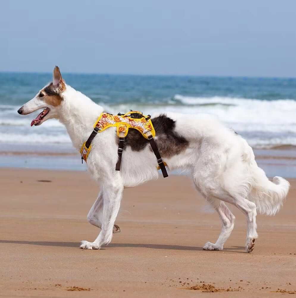 AquaGuard No-Pull Dog Harness on a dog walking on the beach, showcasing style and control for medium to large dogs.