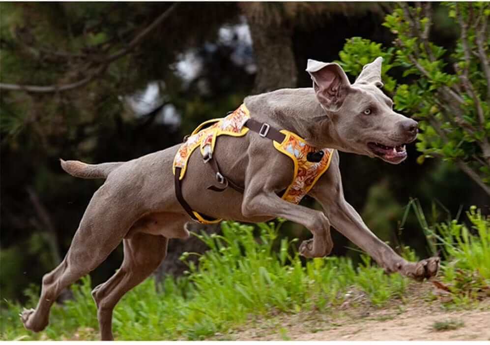 AquaGuard No-Pull Dog Harness on a dog running freely, showcasing its no-pull design and fully adjustable fit.