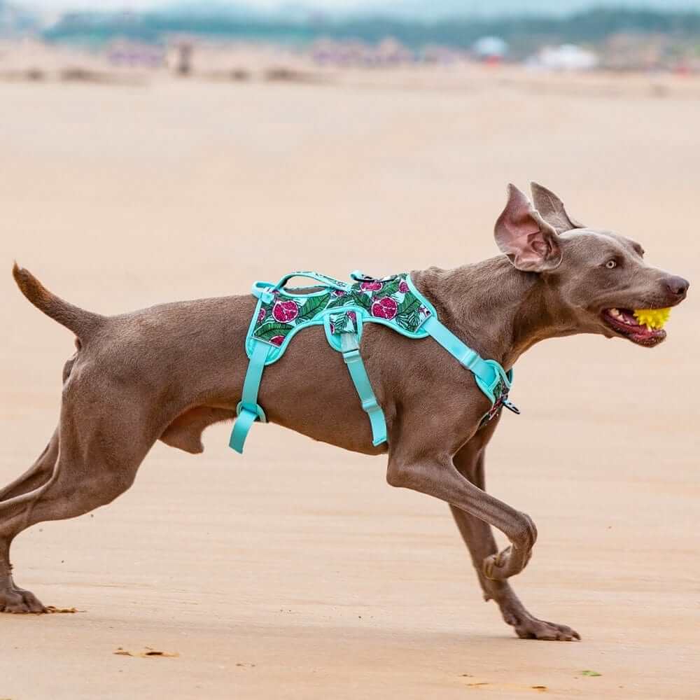 AquaGuard No-Pull Dog Harness on a dog playing fetch at the beach, featuring turquoise print and comfortable fit.