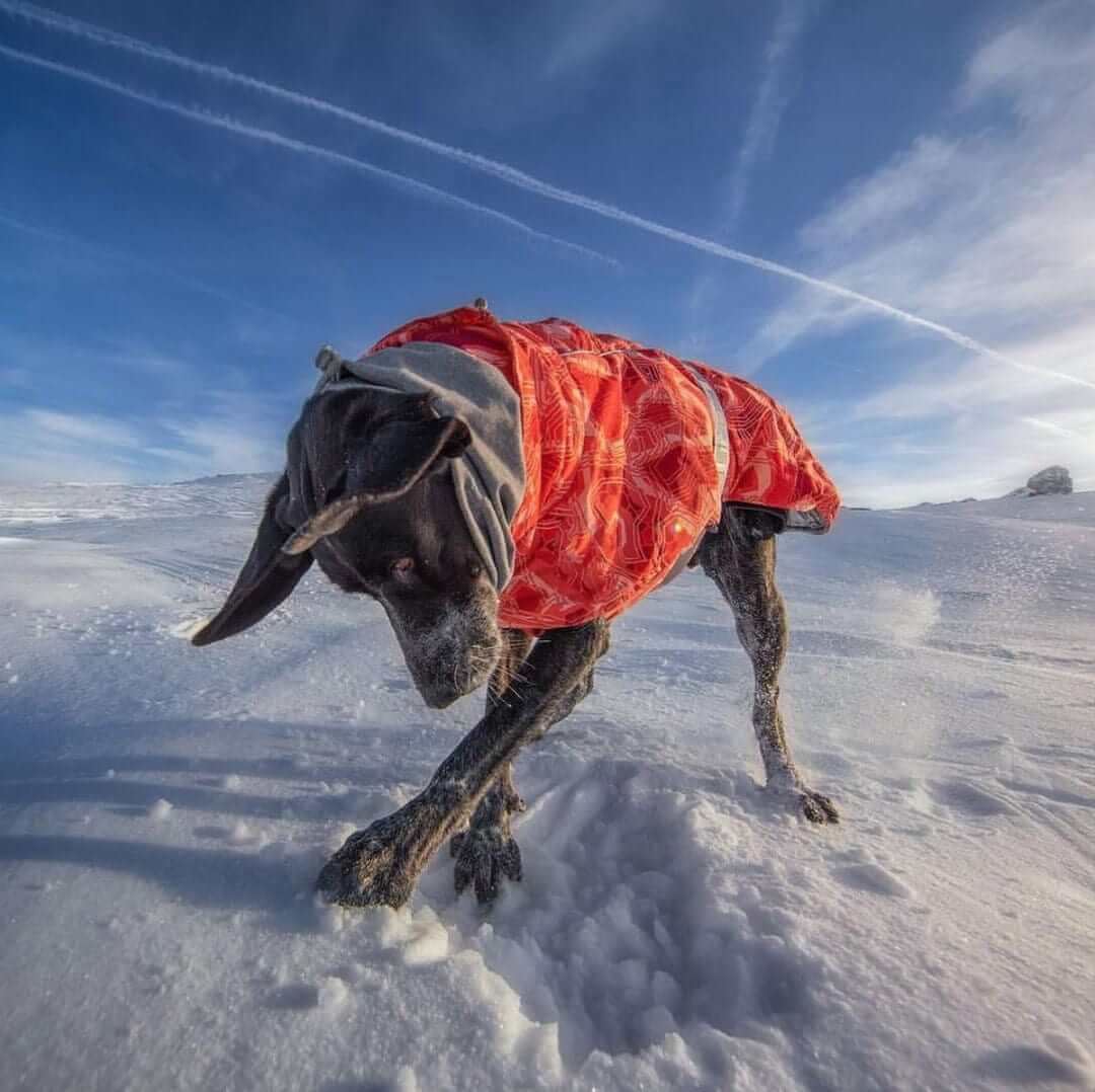 Dog wearing Arctic Paws Quilted Winter Dog Suit in snow, showcasing warmth and durability for outdoor adventures.