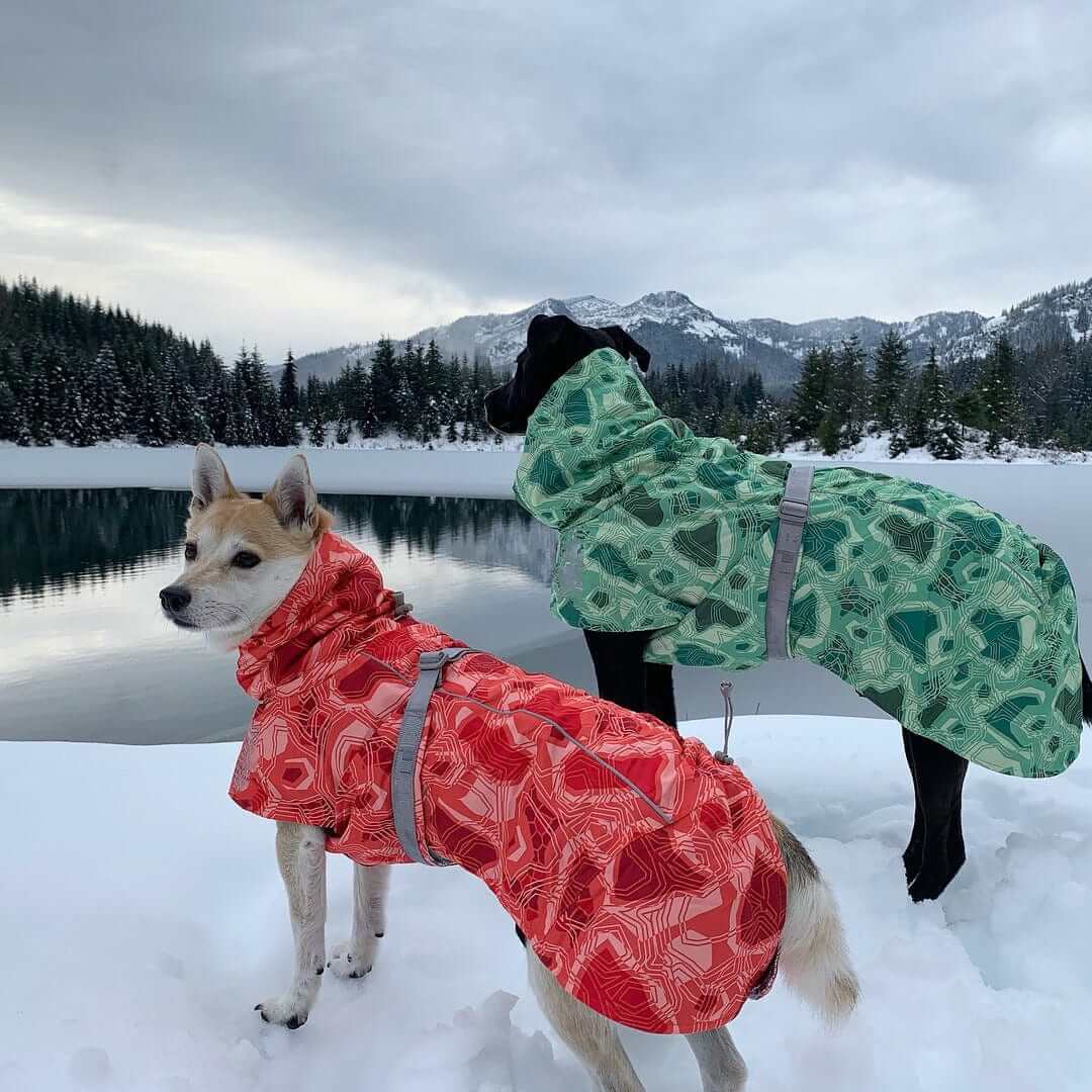 Two dogs in colorful Arctic Paws Quilted Winter Dog Suit jackets standing by a snowy lake, showcasing warmth and style.