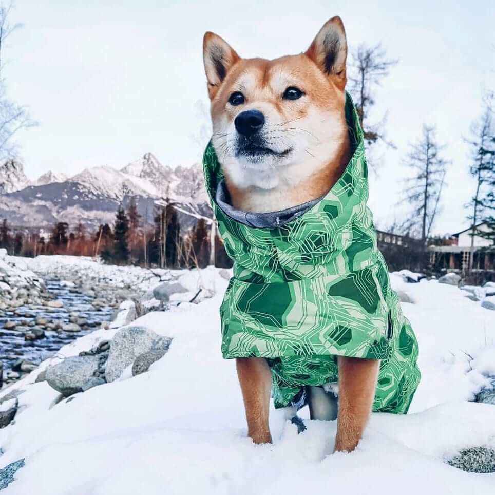 Arctic Paws Quilted Winter Dog Suit on a Shiba Inu in snow, showcasing waterproof insulation and stylish design.