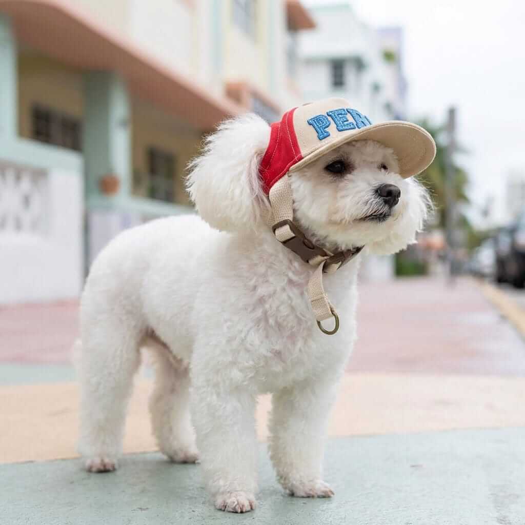 Baseball Pet Shade Cap for dogs, featuring adjustable strap and breathable design, perfect for stylish pets.