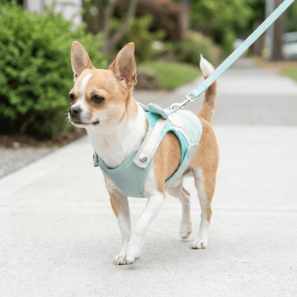 Beauty Walking Harness Set on a Chihuahua; comfortable, lightweight design for dogs and cats.