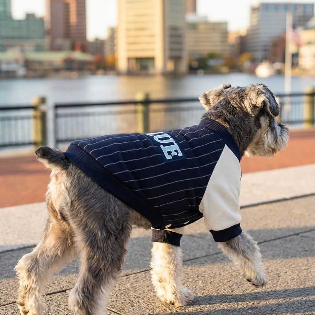 Blue Baseball Dog Sweatshirt on a dog, featuring a striped design, ideal for chilly walks, from Dogs & Cats.