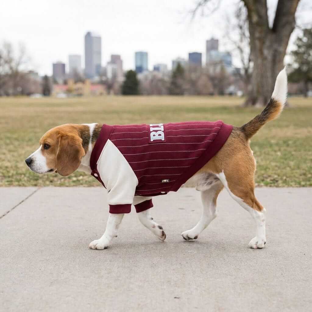 Beagle wearing Blue Baseball Dog Sweatshirt, a stylish striped sweatshirt featuring super-soft material, perfect for dogs & cats.