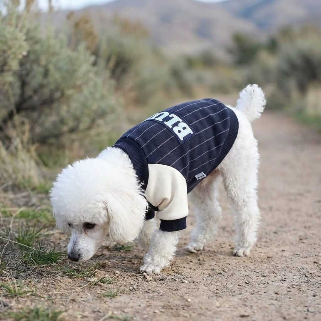 Blue Baseball Dog Sweatshirt on a white dog walking outdoors, featuring a striped design and soft, cozy material.