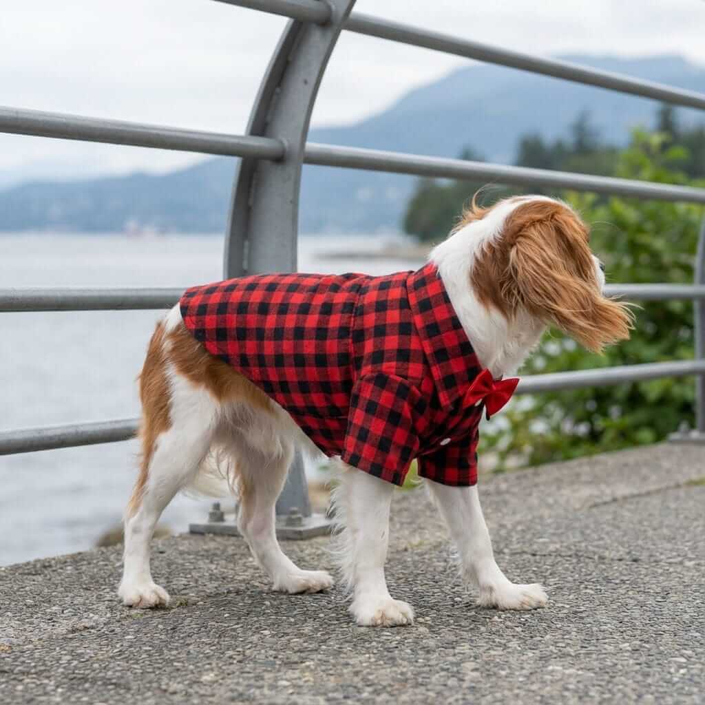 Dog wearing Bow Neckline Plaid Dog Shirt featuring plaid pattern, short sleeves and bow tie, ideal for fashionable furry friends.