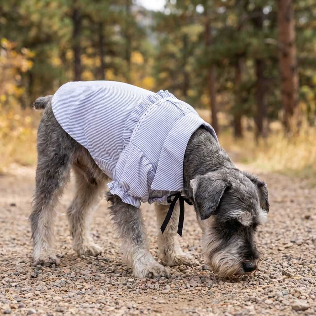 Bubble Sleeve Bow Tie Dog Shirt on a Schnauzer sniffing around outdoors, featuring bubble sleeves and ruffle trim.